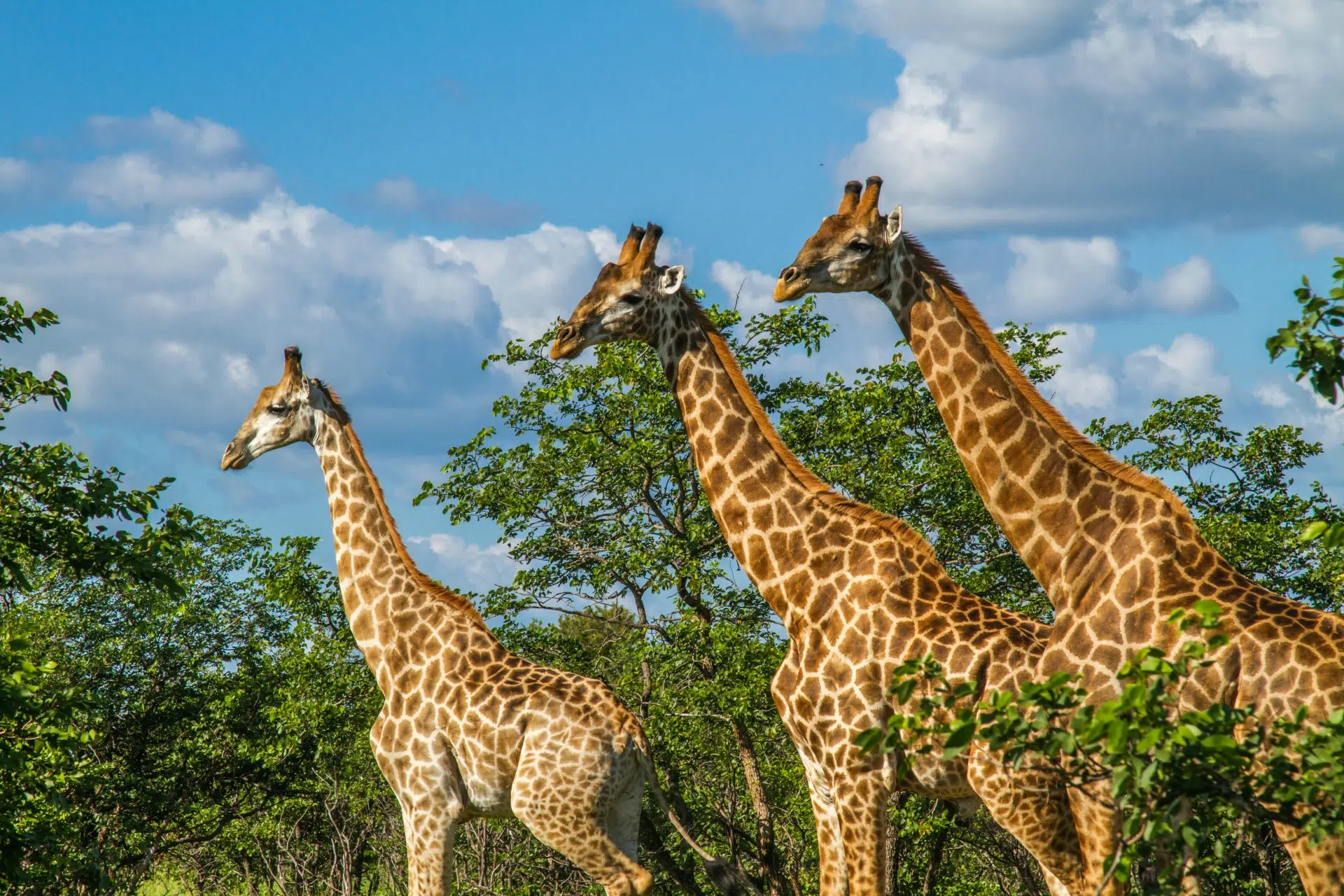 Quelques conseils pratique pour voyager en Afrique du Sud