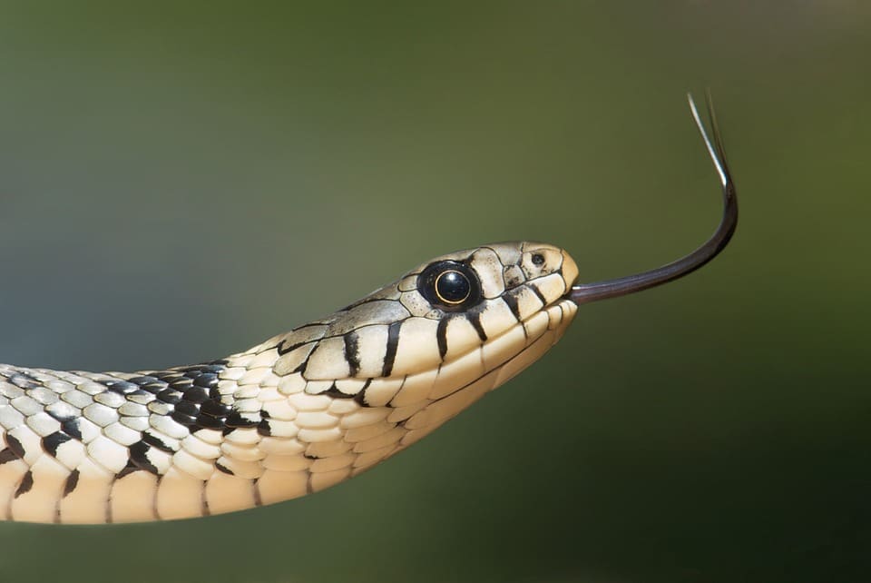 Pourquoi il n’y a pas de serpent en Irlande ?