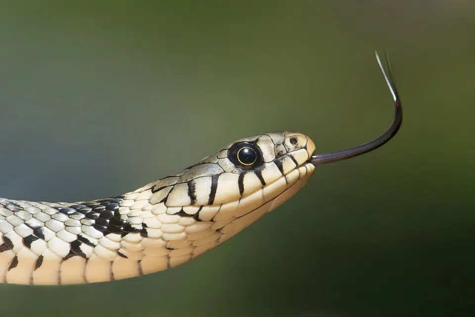 Pourquoi il n’y a pas de serpent en Irlande ?