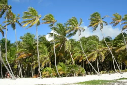 Quelle saison pour faire un voyage en Martinique ?