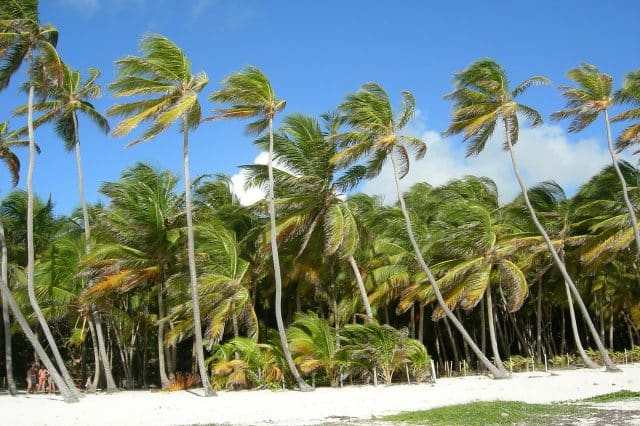 Quelle saison pour faire un voyage en Martinique ?