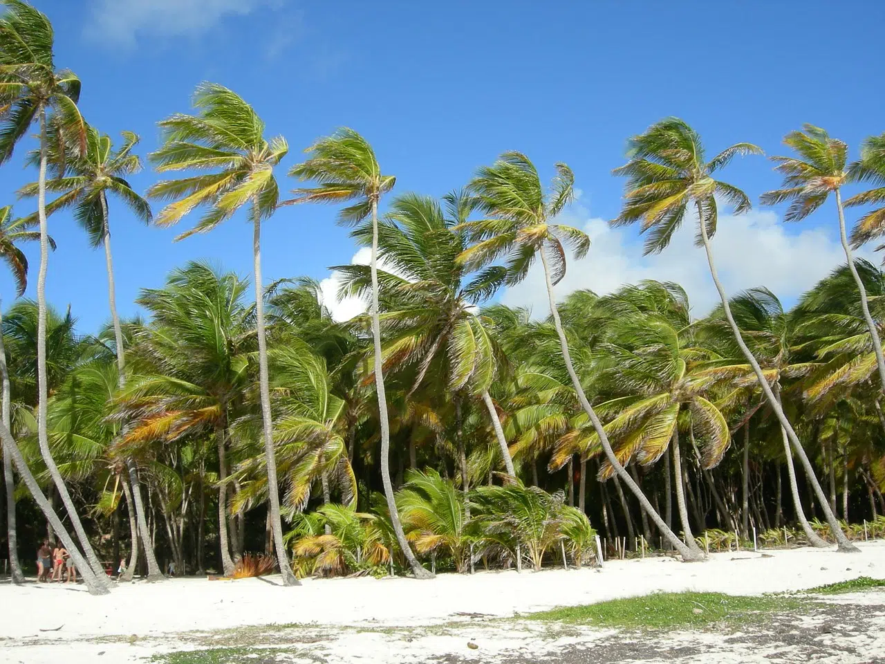 Quelle saison pour faire un voyage en Martinique ?