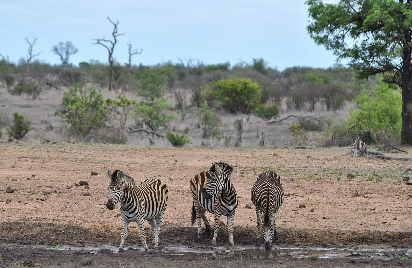 Pourquoi visiter le Parc Kruger ?