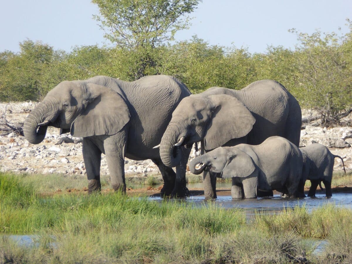 Quel est le meilleur moment pour partir faire un safari ?