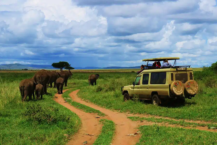 Faire du safari en Afrique du Sud pourquoi choisir cette destination