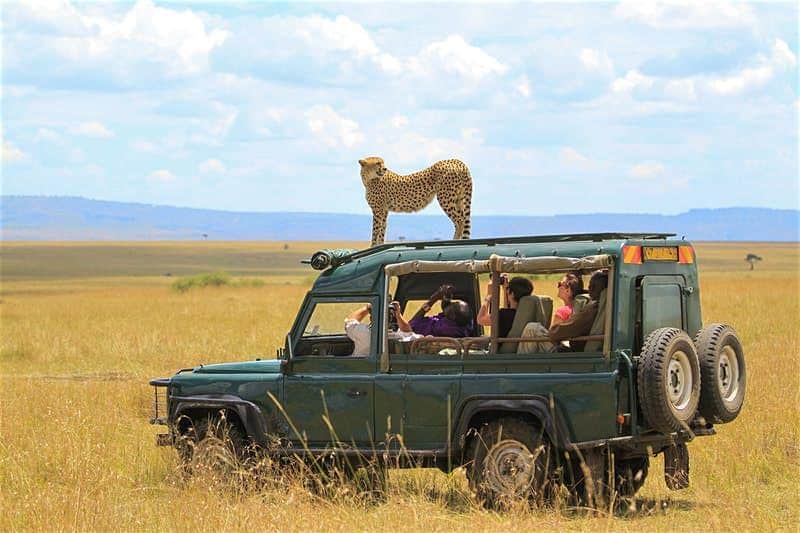 Faire du safari en Afrique du Sud : pourquoi choisir cette destination ?